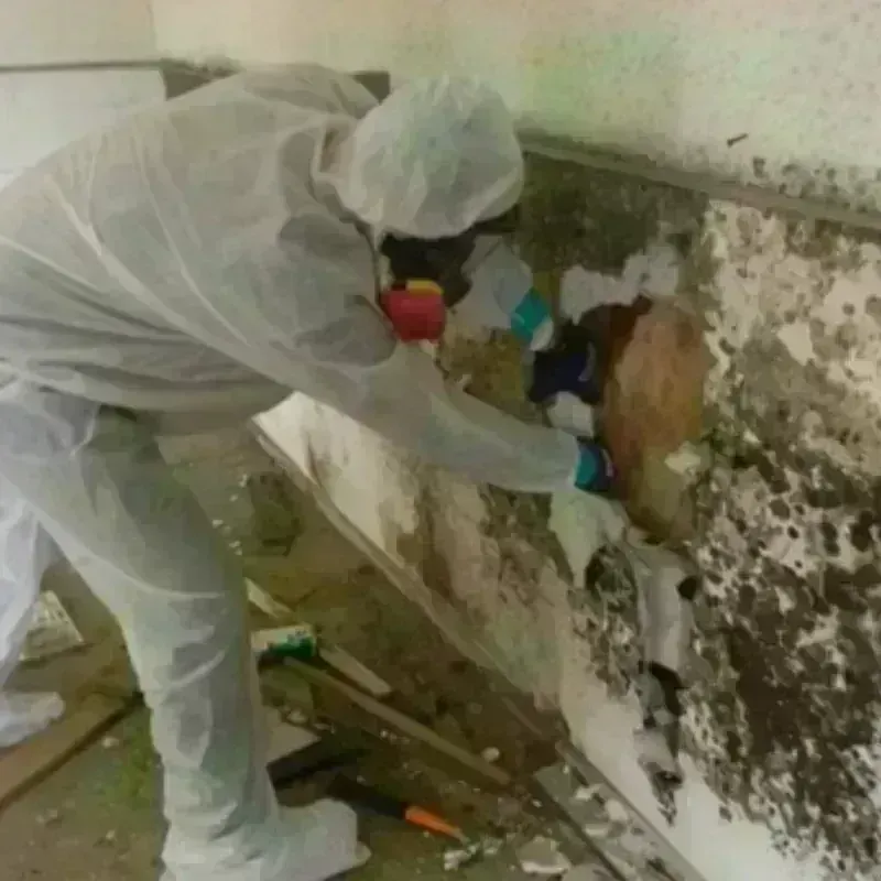 Mold Remediation and Removal in Girard, OH